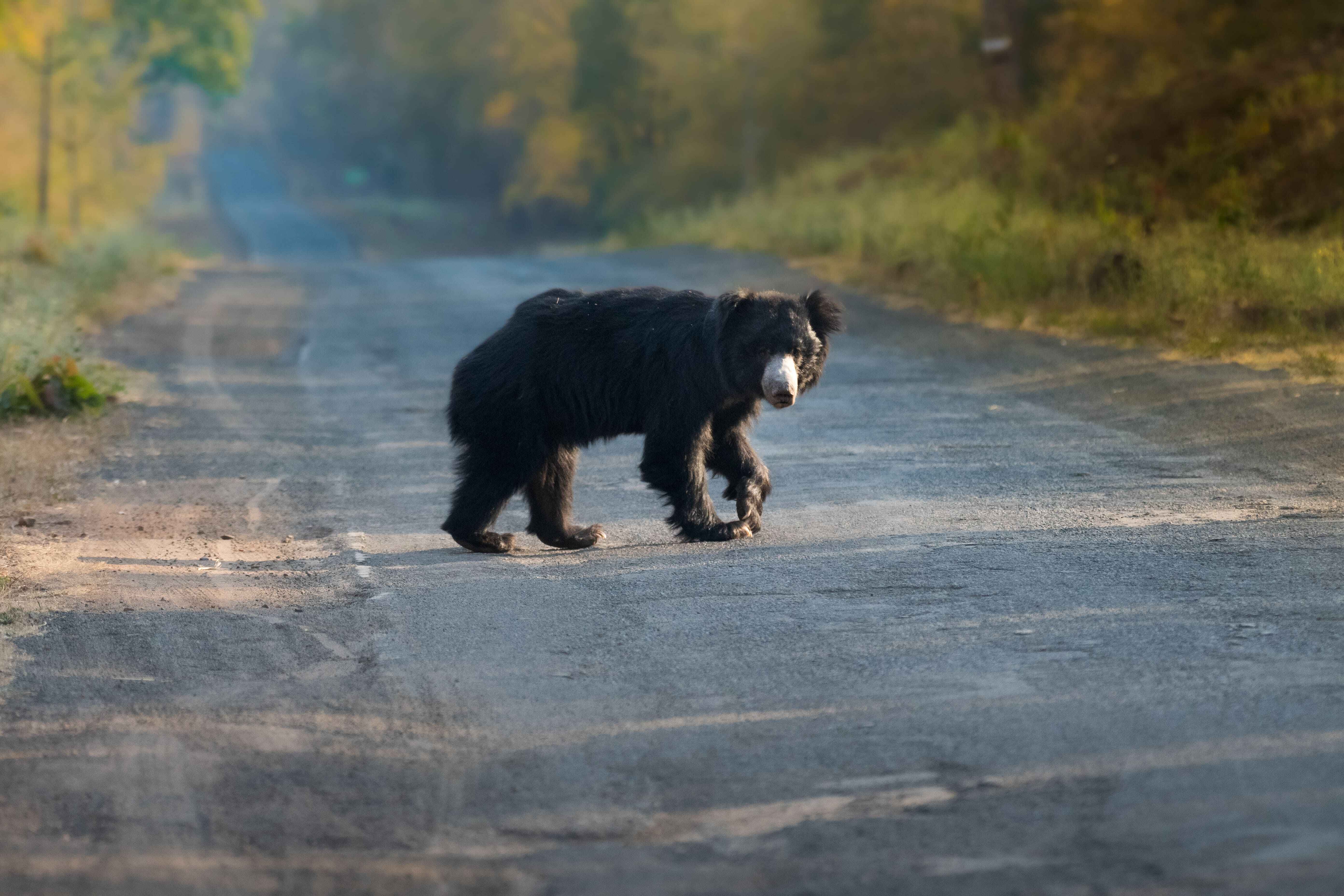 Sloth Bear